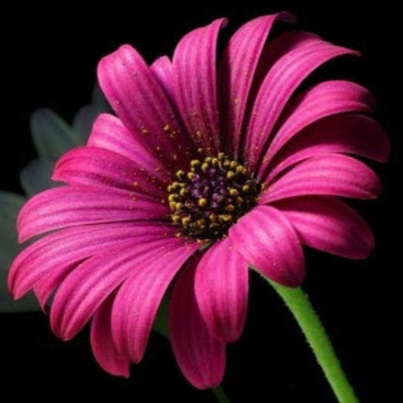 Meet your Posher, Lisa - Picture 1 of 1